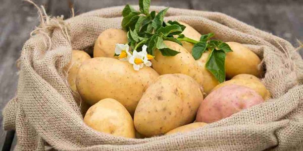 تصویر 1 از خرید و قیمت سیب زمینی تازه جیرفت + فروش صادراتی